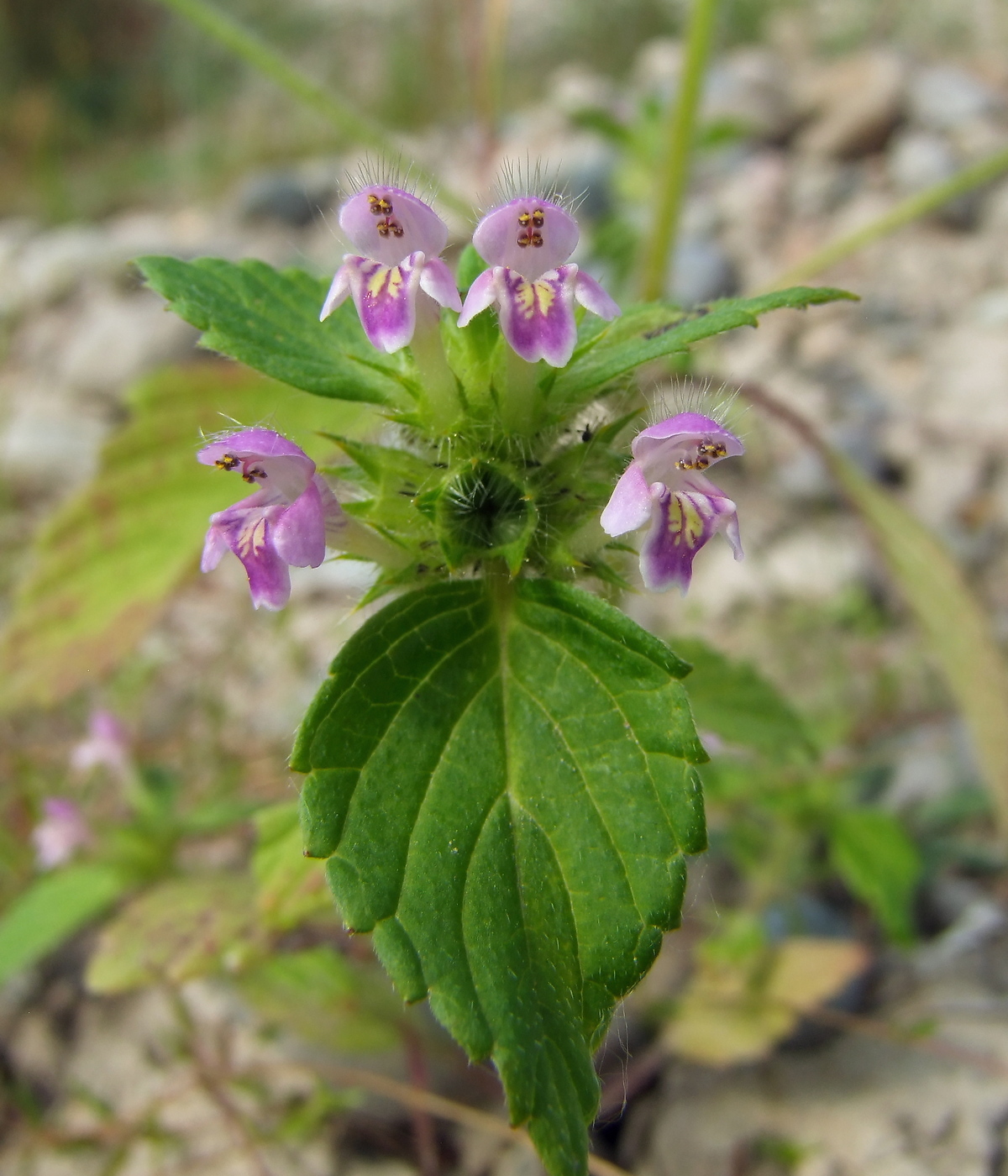 Изображение особи Galeopsis bifida.