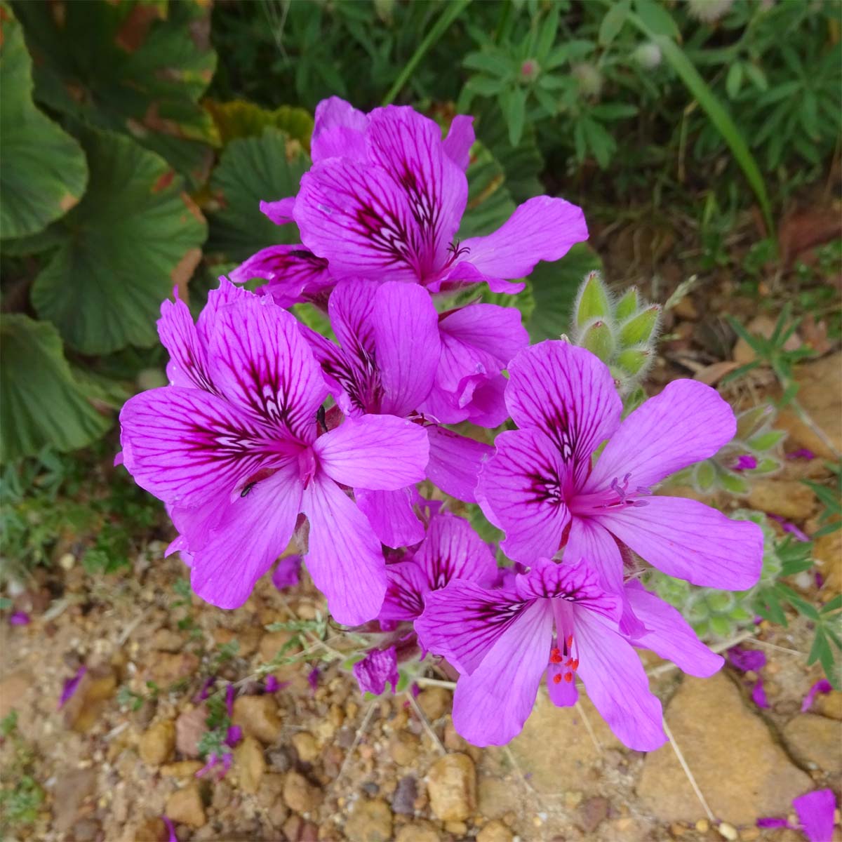 Изображение особи Pelargonium cucullatum.