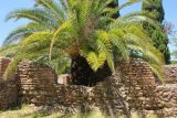 Phoenix canariensis