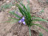 Moraea sisyrinchium