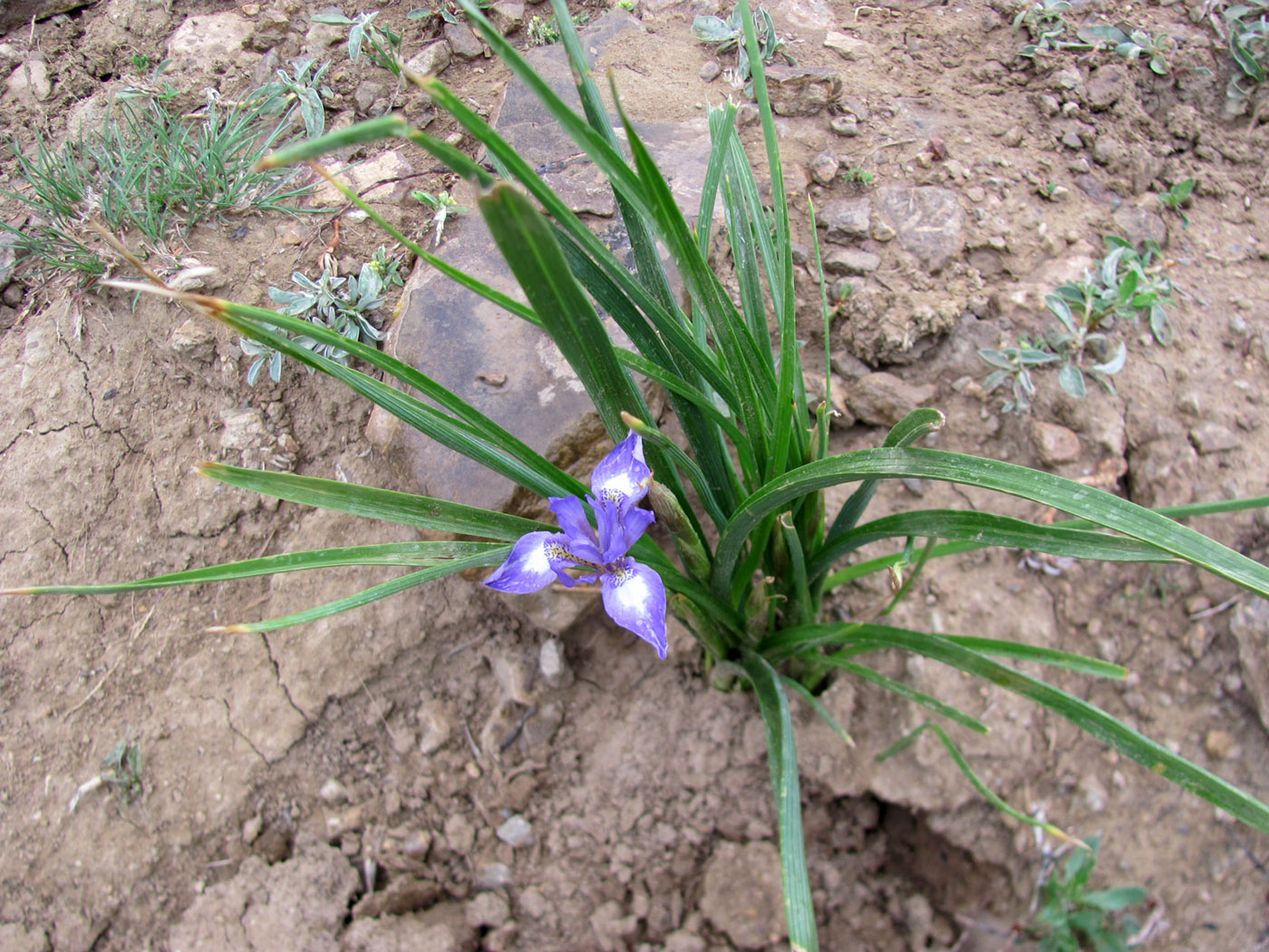 Изображение особи Moraea sisyrinchium.