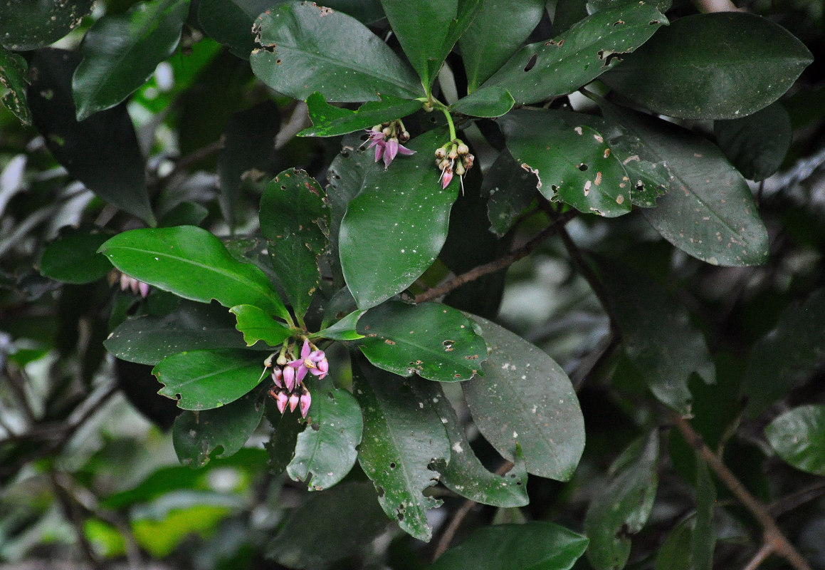 Image of Ardisia elliptica specimen.