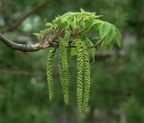 Juglans mandshurica. Верхушка побега с развивающимися мужскими соцветиями и листьями. Московская обл., Раменский р-н, окр. дер. Хрипань, садовый участок. 10.05.2019.