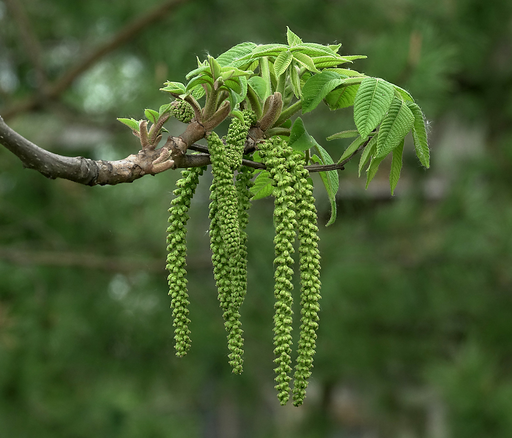 Image of Juglans mandshurica specimen.