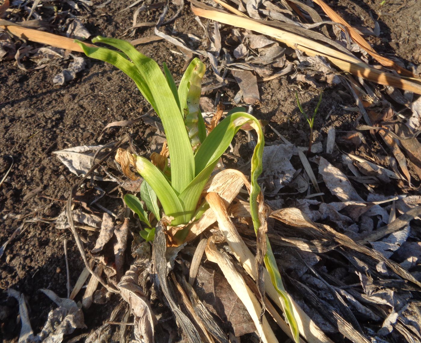 Image of Hemerocallis × hybrida specimen.