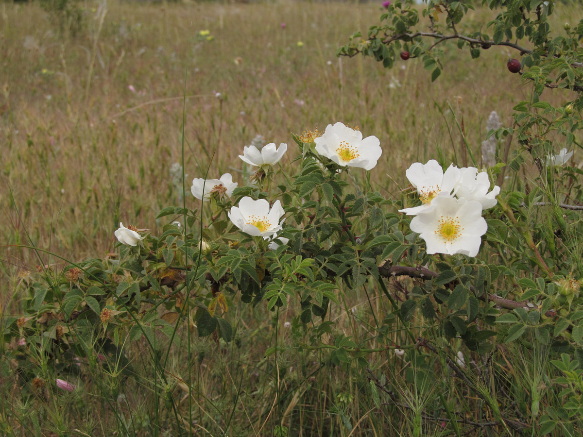 Image of Rosa uncinella specimen.