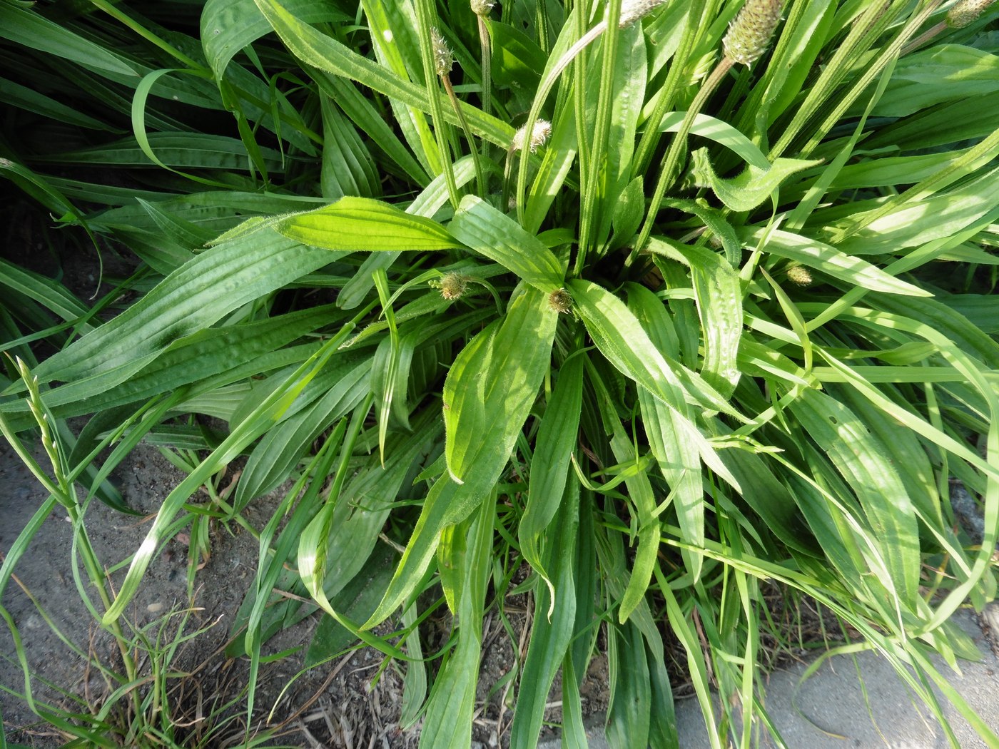 Image of Plantago lanceolata specimen.