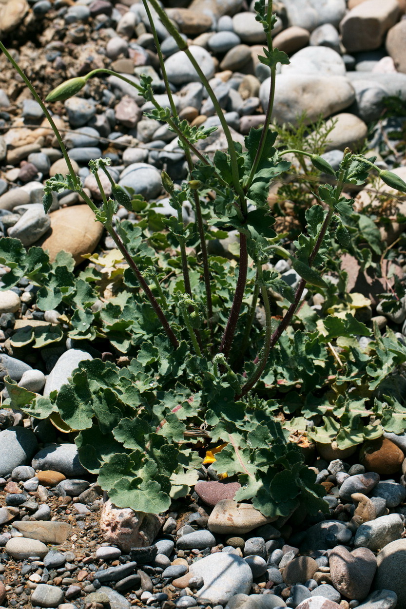 Image of Glaucium fimbrilligerum specimen.