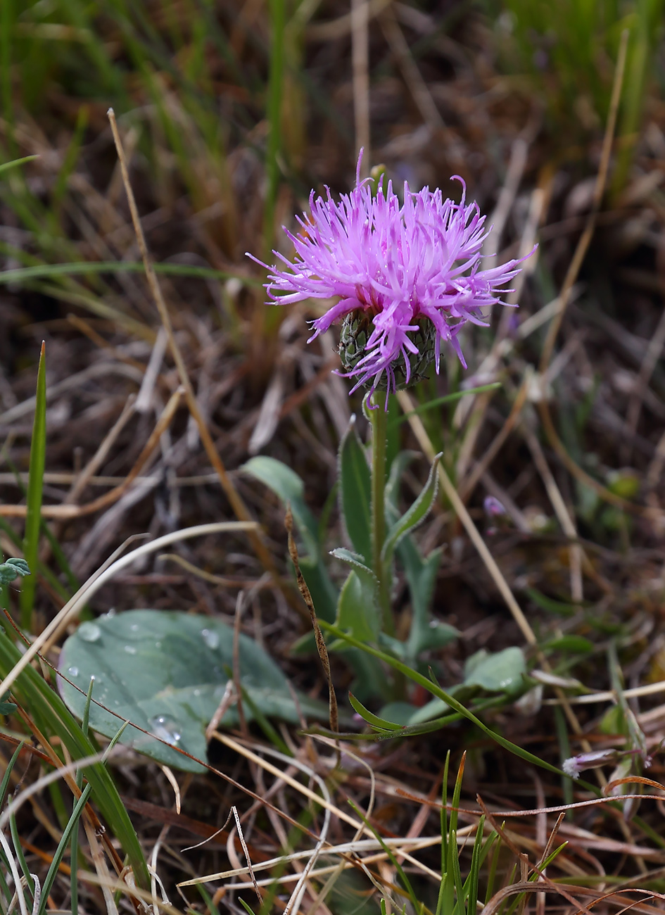 Image of Klasea marginata specimen.