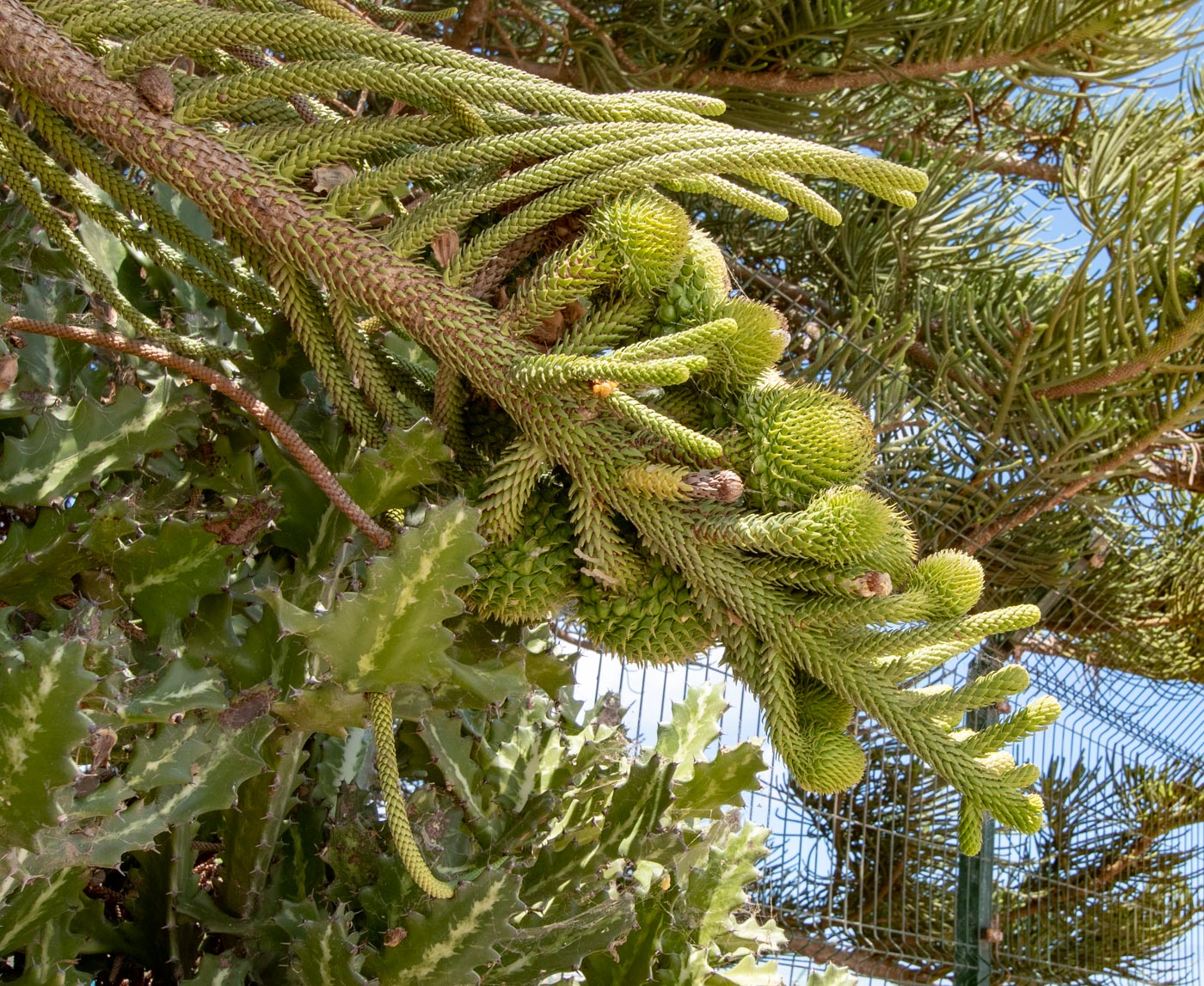 Image of Araucaria heterophylla specimen.