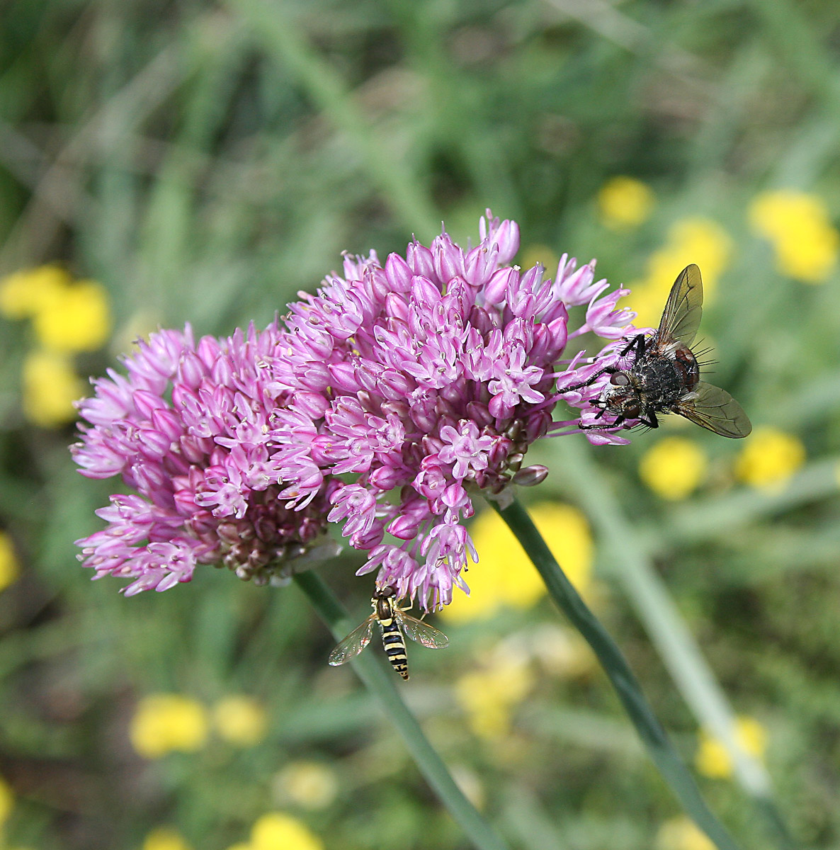 Image of Allium caricifolium specimen.