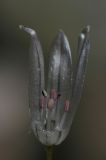 Image of taxon representative. Author is Владимир Эпиктетов
