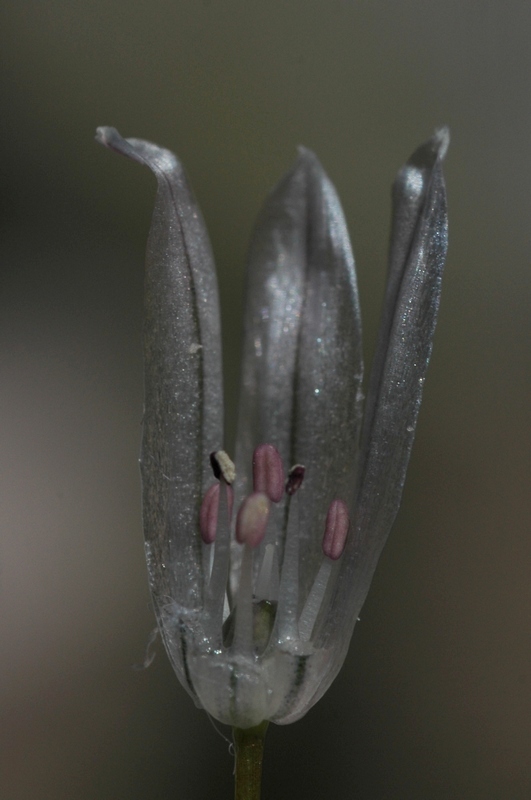 Image of Allium karelinii specimen.