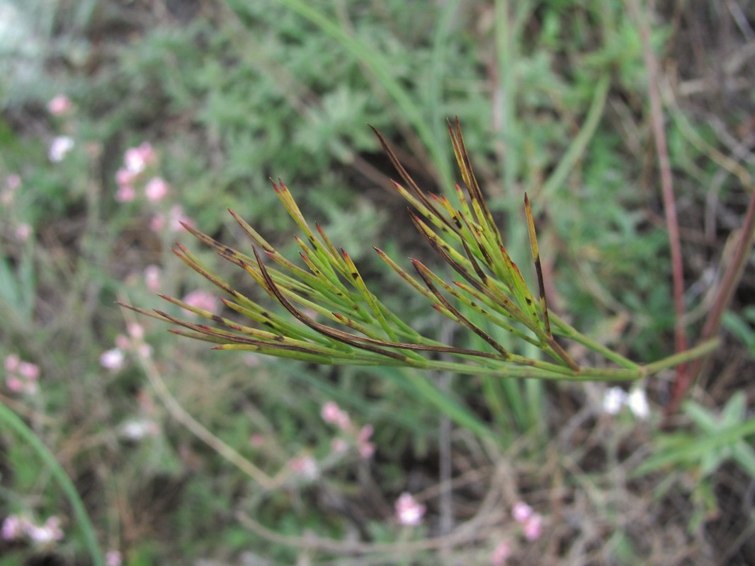 Изображение особи Peucedanum tauricum.