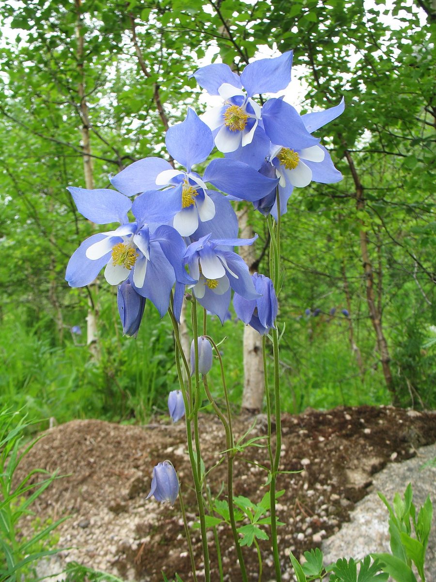 Image of Aquilegia jucunda specimen.