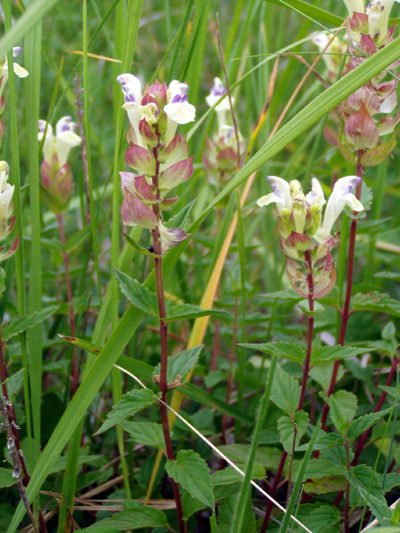 Image of Scutellaria creticola specimen.