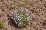 Acantholimon kokandense. Цветущее растение. Кыргызстан, Ошская обл., южный макросклон Алайского хребта 7,4 км NNE Кызыл-Эшме, 3000 м н.у.м., красная щебнисто-глинистая почва. 22.07.2019.