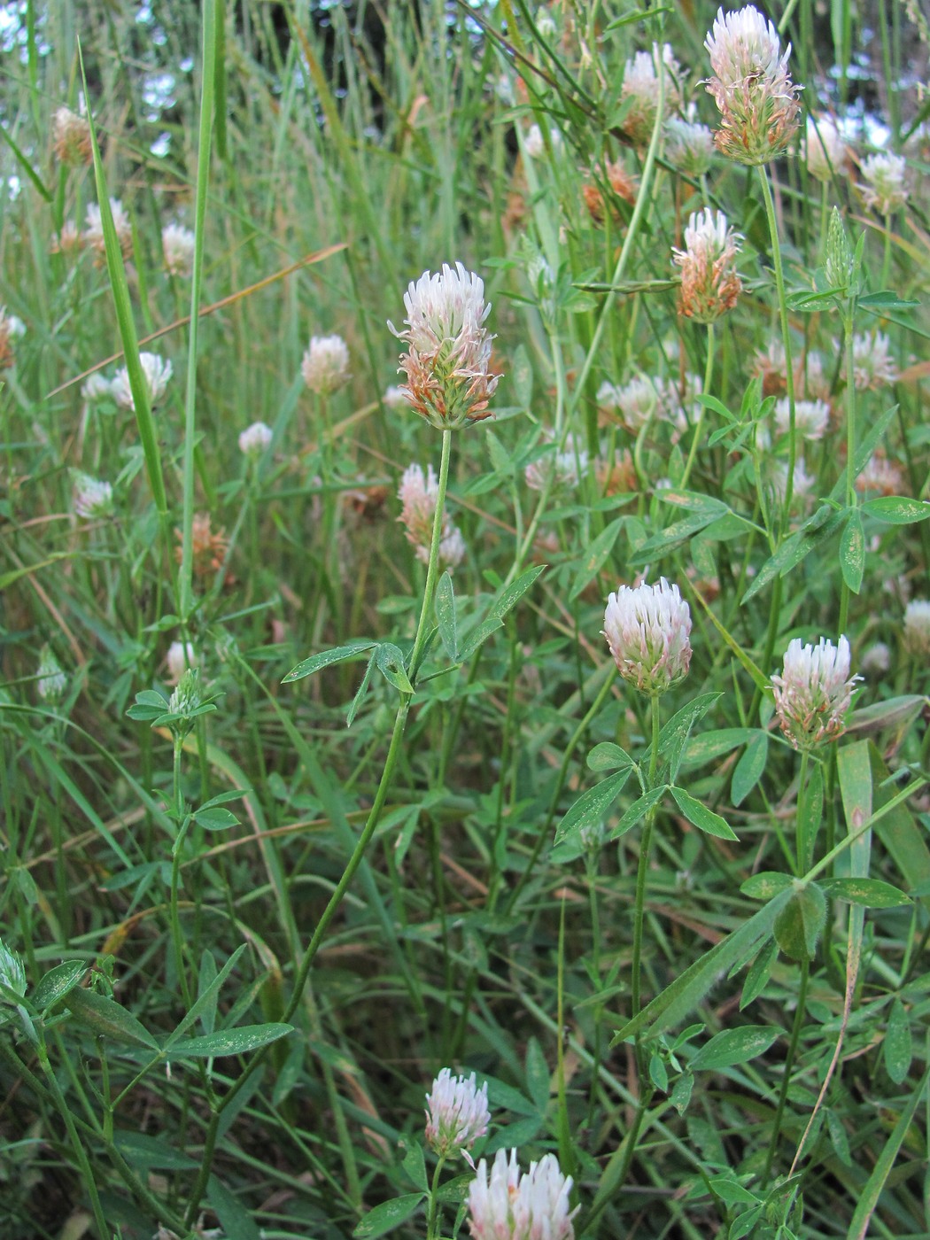 Изображение особи Trifolium apertum.