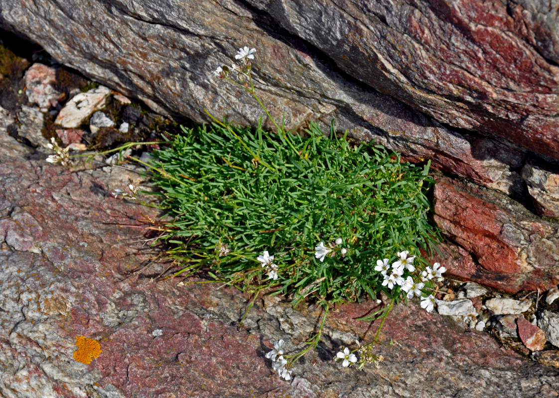 Изображение особи Gypsophila uralensis.