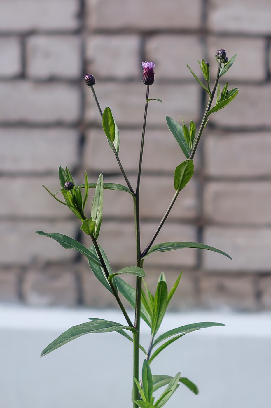 Image of Cirsium setosum specimen.