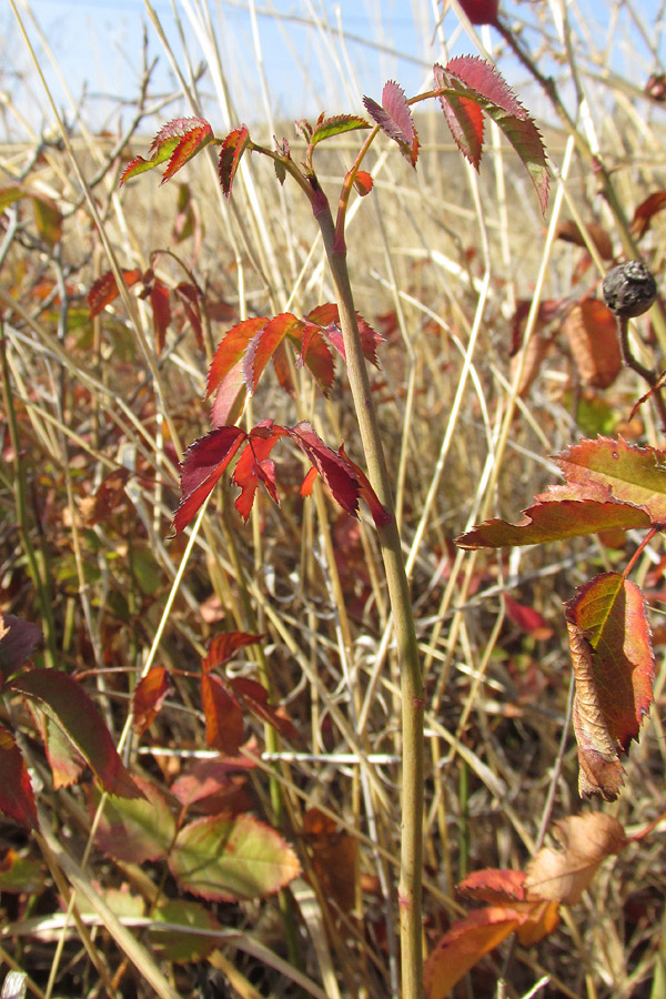 Image of genus Rosa specimen.