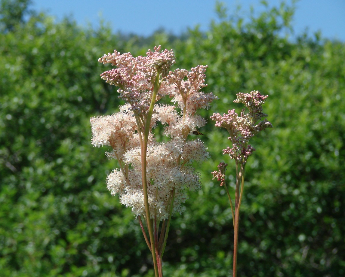 Изображение особи Filipendula palmata.