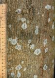 Image of taxon representative. Author is Андрей Белехов