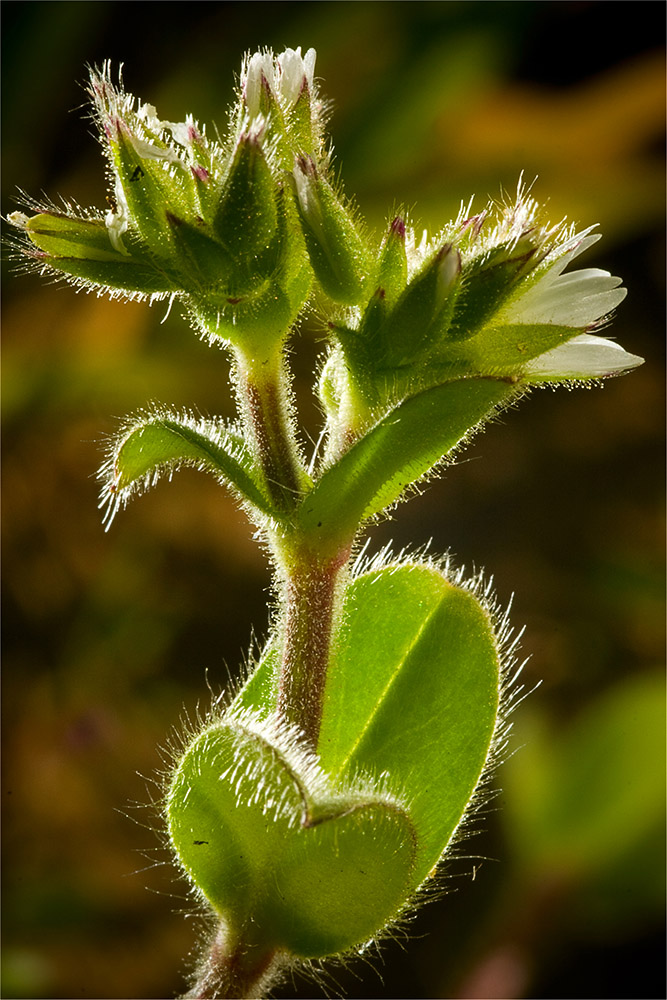 Image of Cerastium glomeratum specimen.