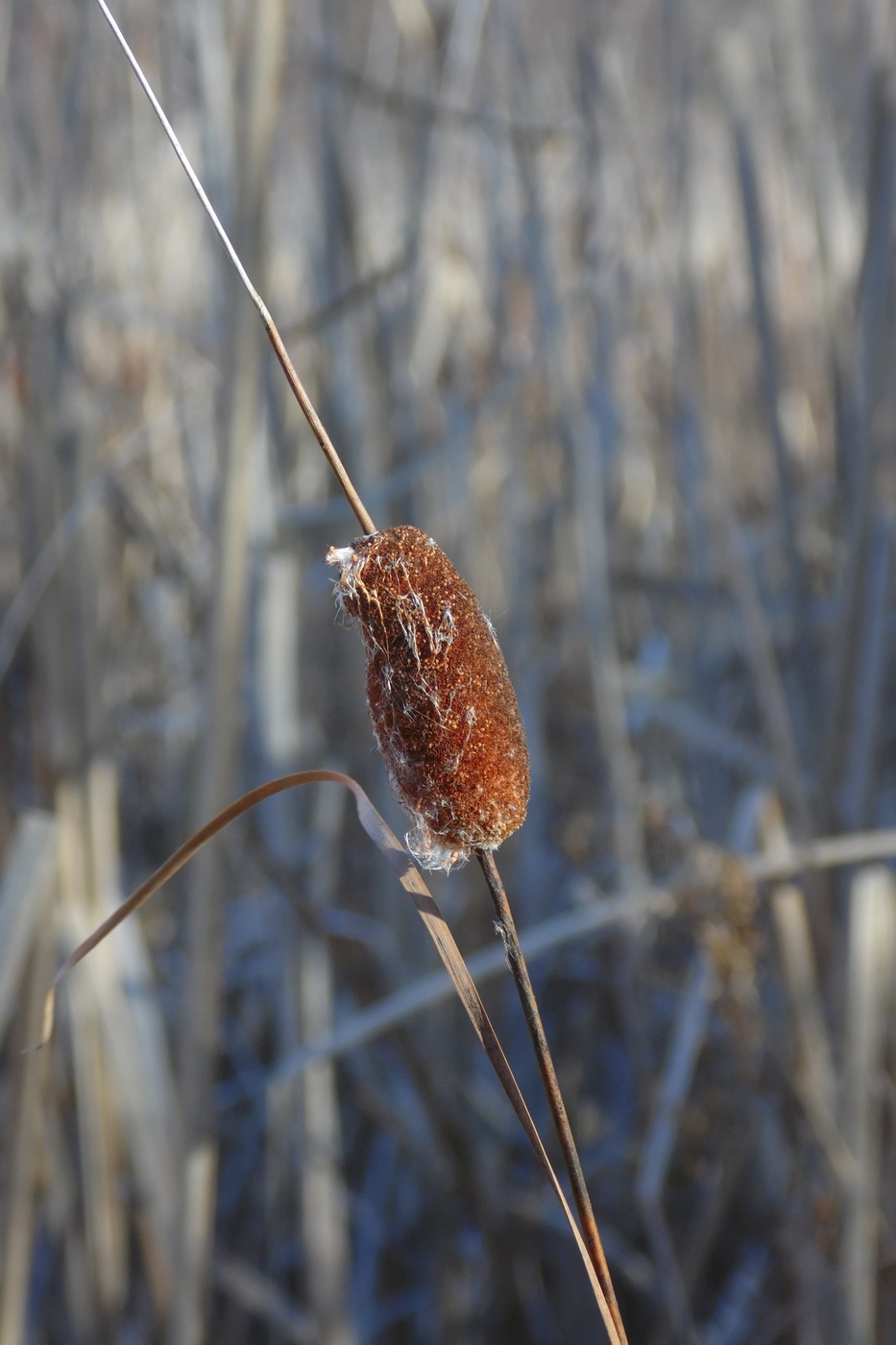 Image of Typha laxmannii specimen.