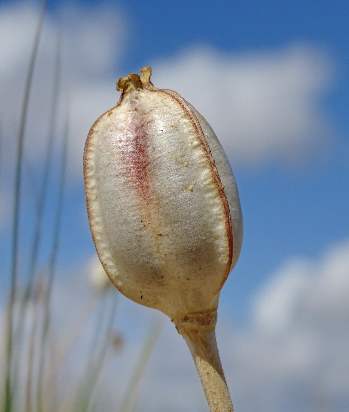 Изображение особи Tulipa alberti.