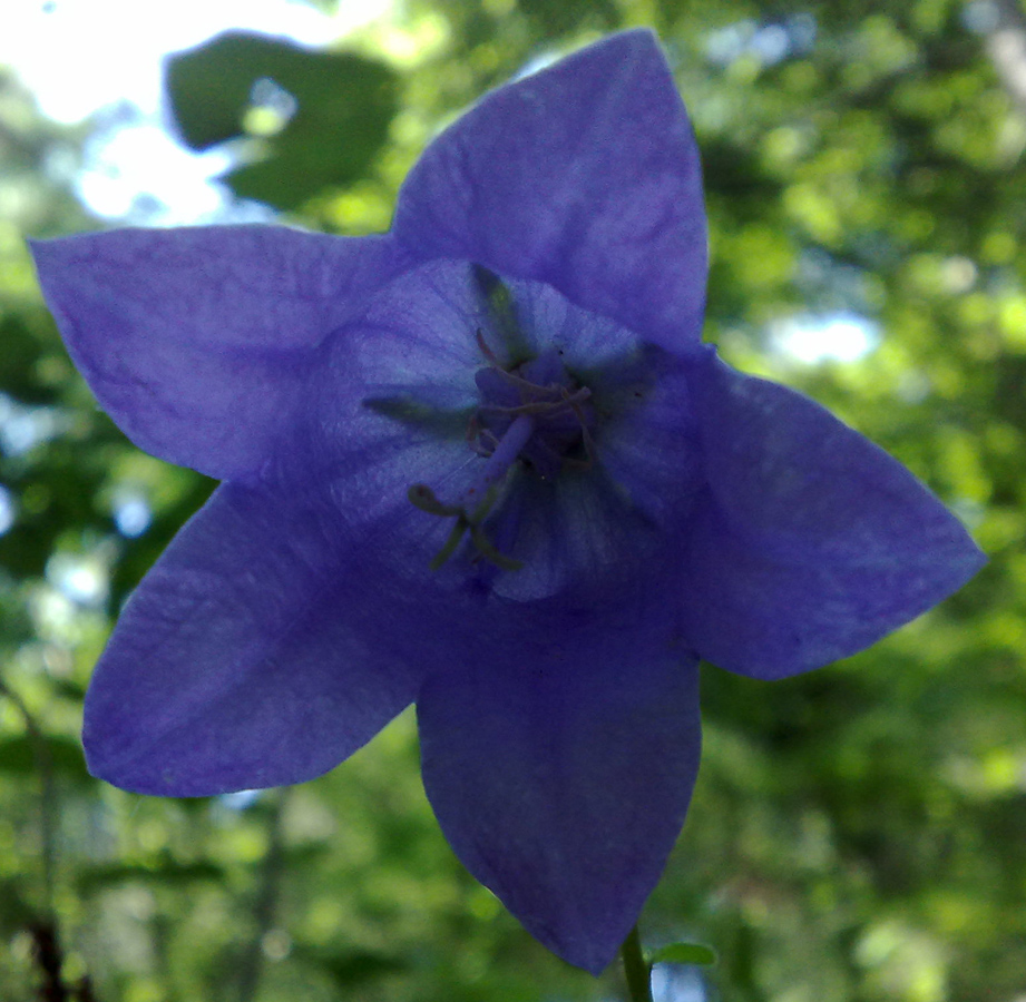 Изображение особи Campanula longistyla.