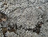 Physcia subalbinea