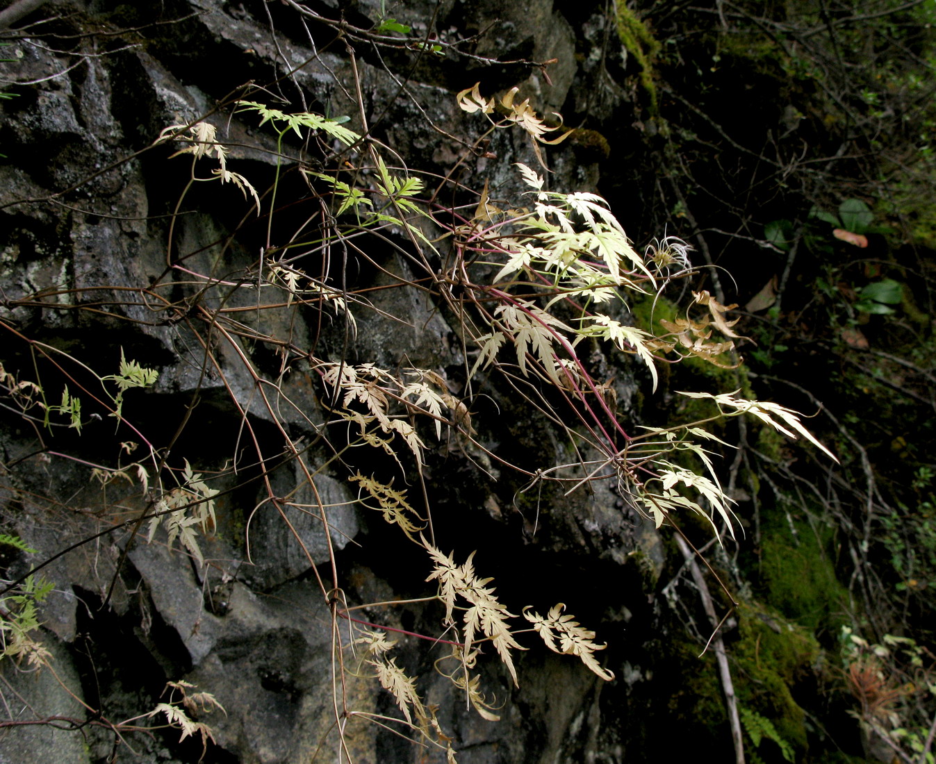 Image of Atragene saxatilis specimen.