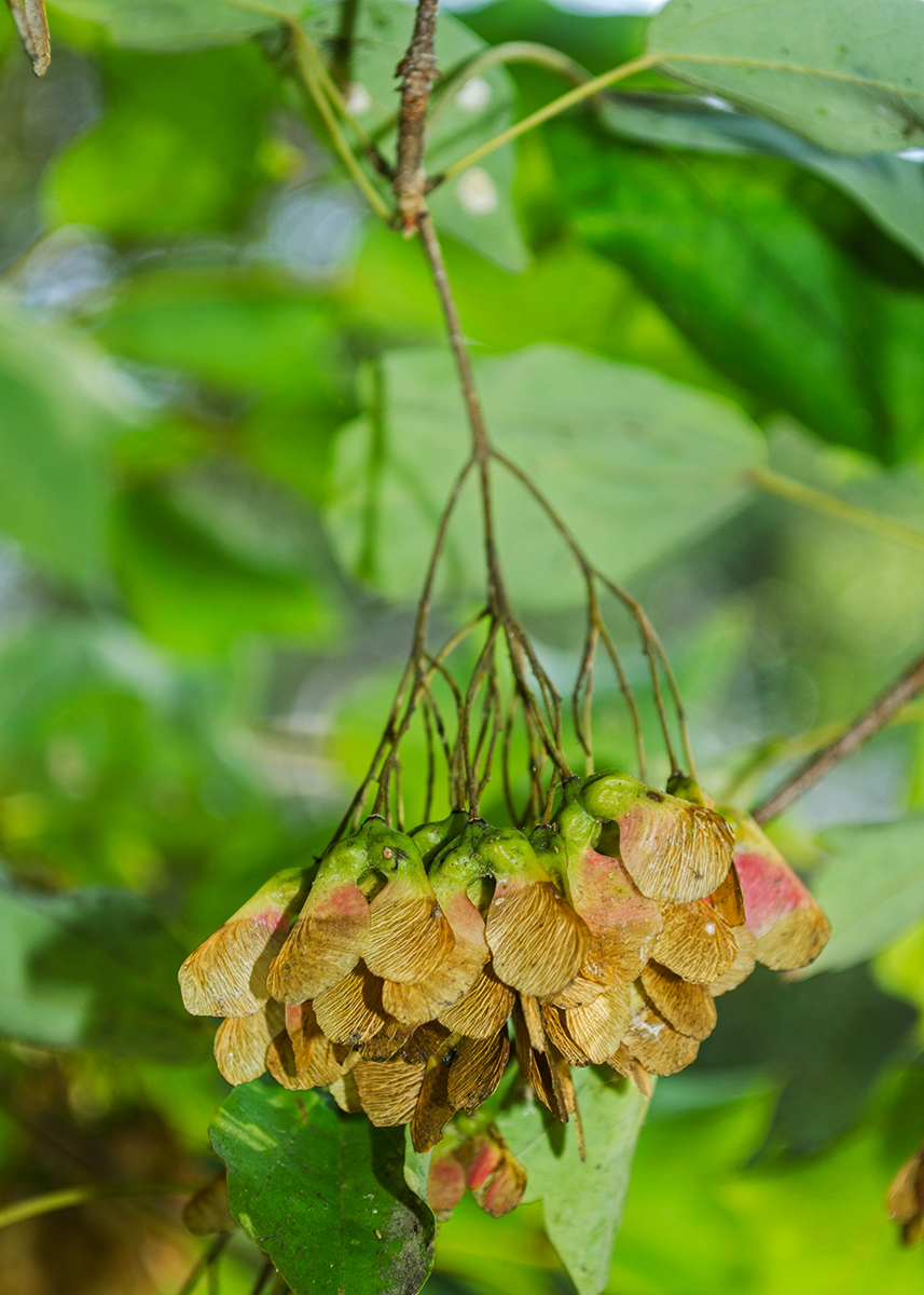 Изображение особи Acer buergerianum.