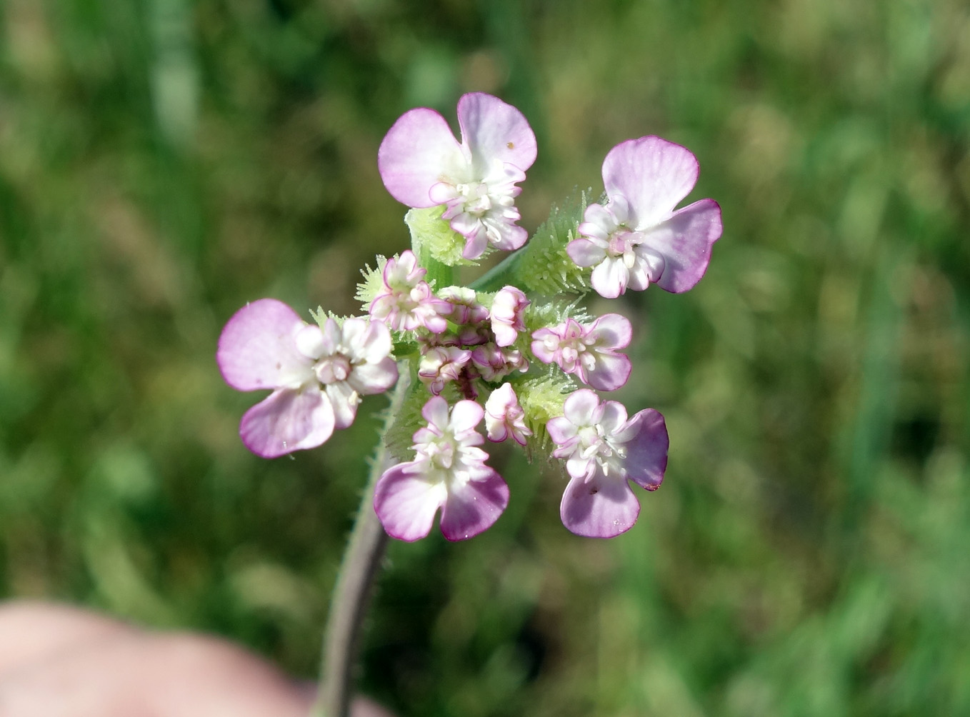 Изображение особи Turgenia latifolia.