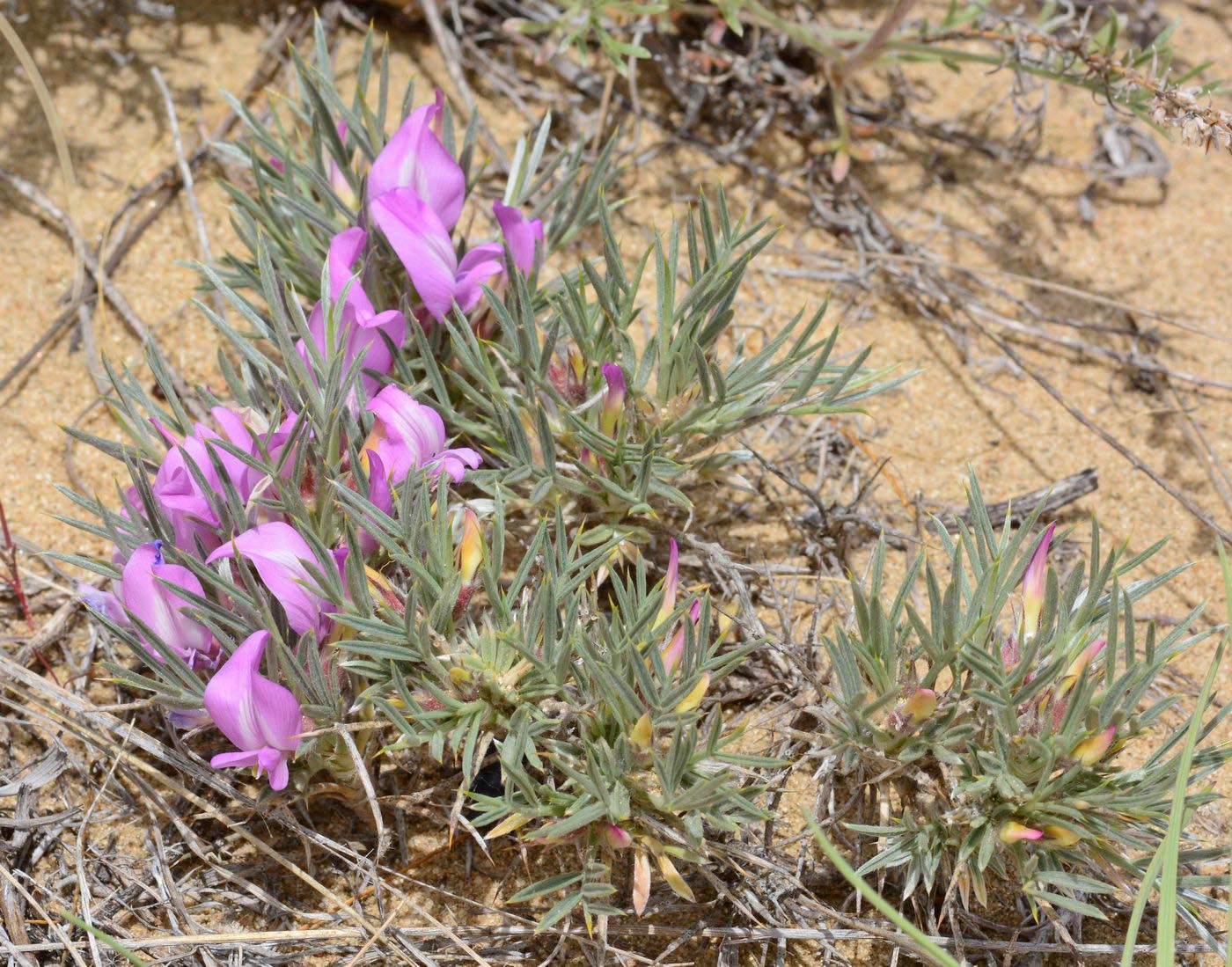 Изображение особи Oxytropis aciphylla.