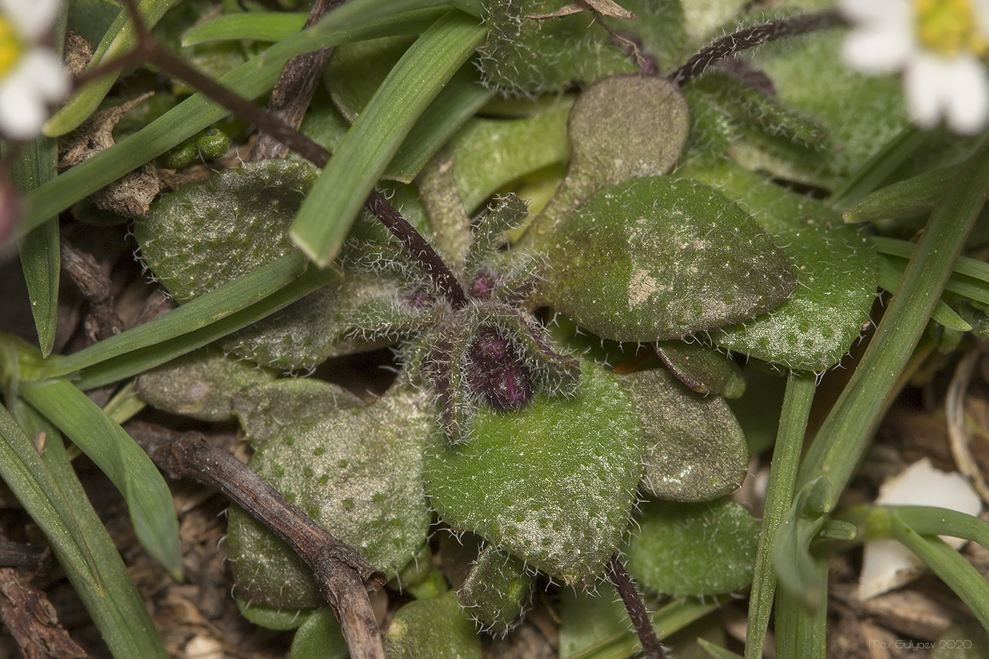 Image of Erophila praecox specimen.