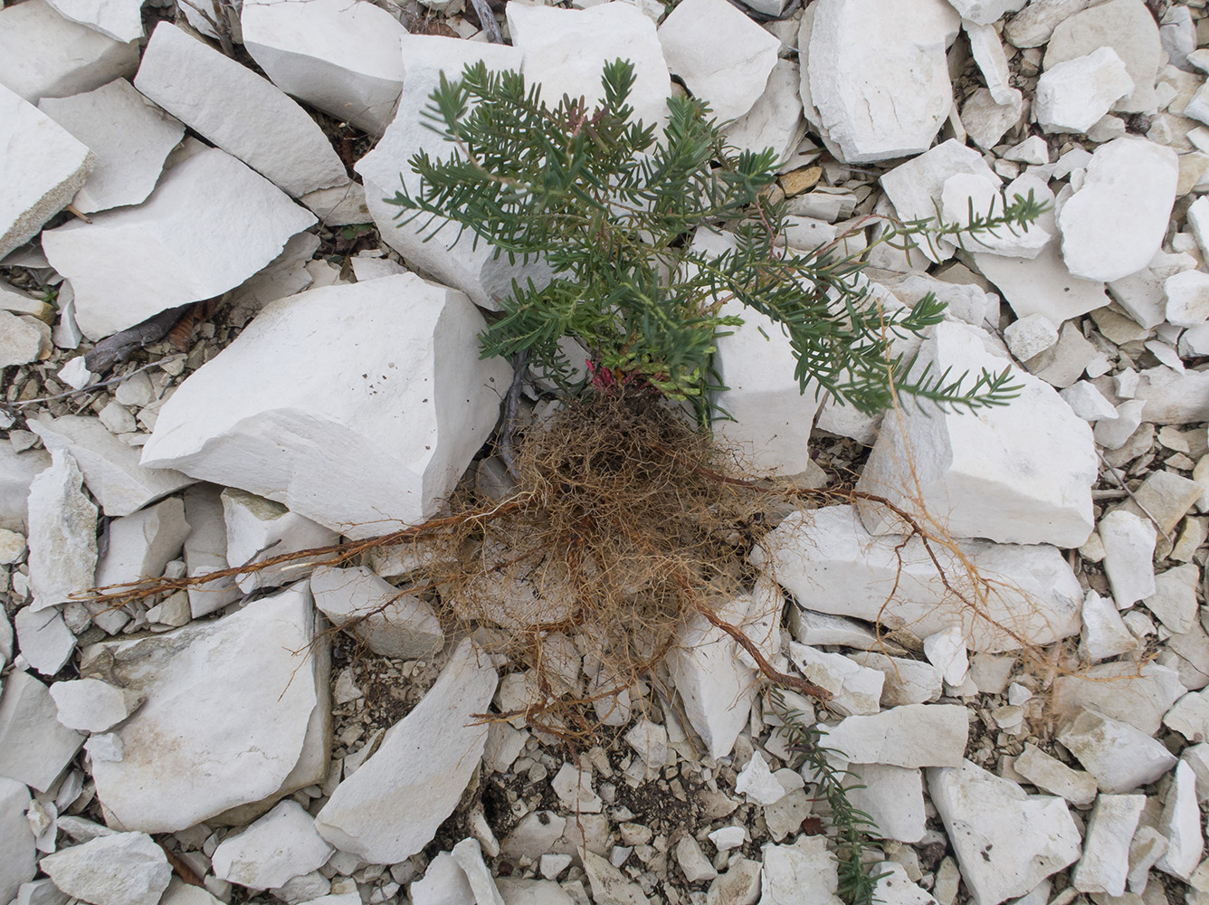 Image of Hypericum lydium specimen.