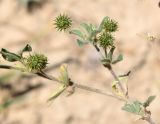 Medicago minima