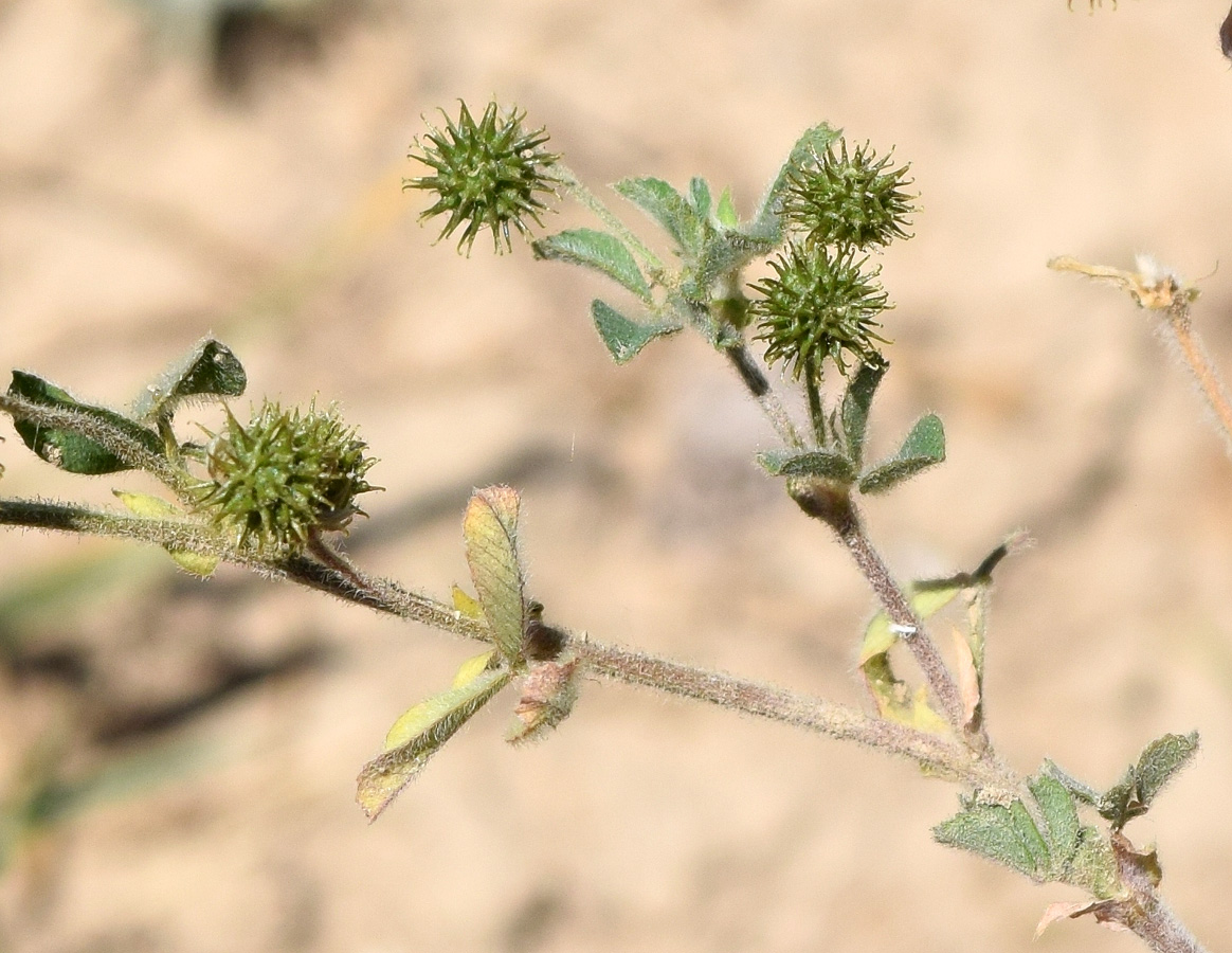 Image of Medicago minima specimen.