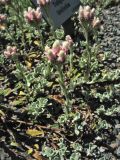 Antennaria plantaginifolia