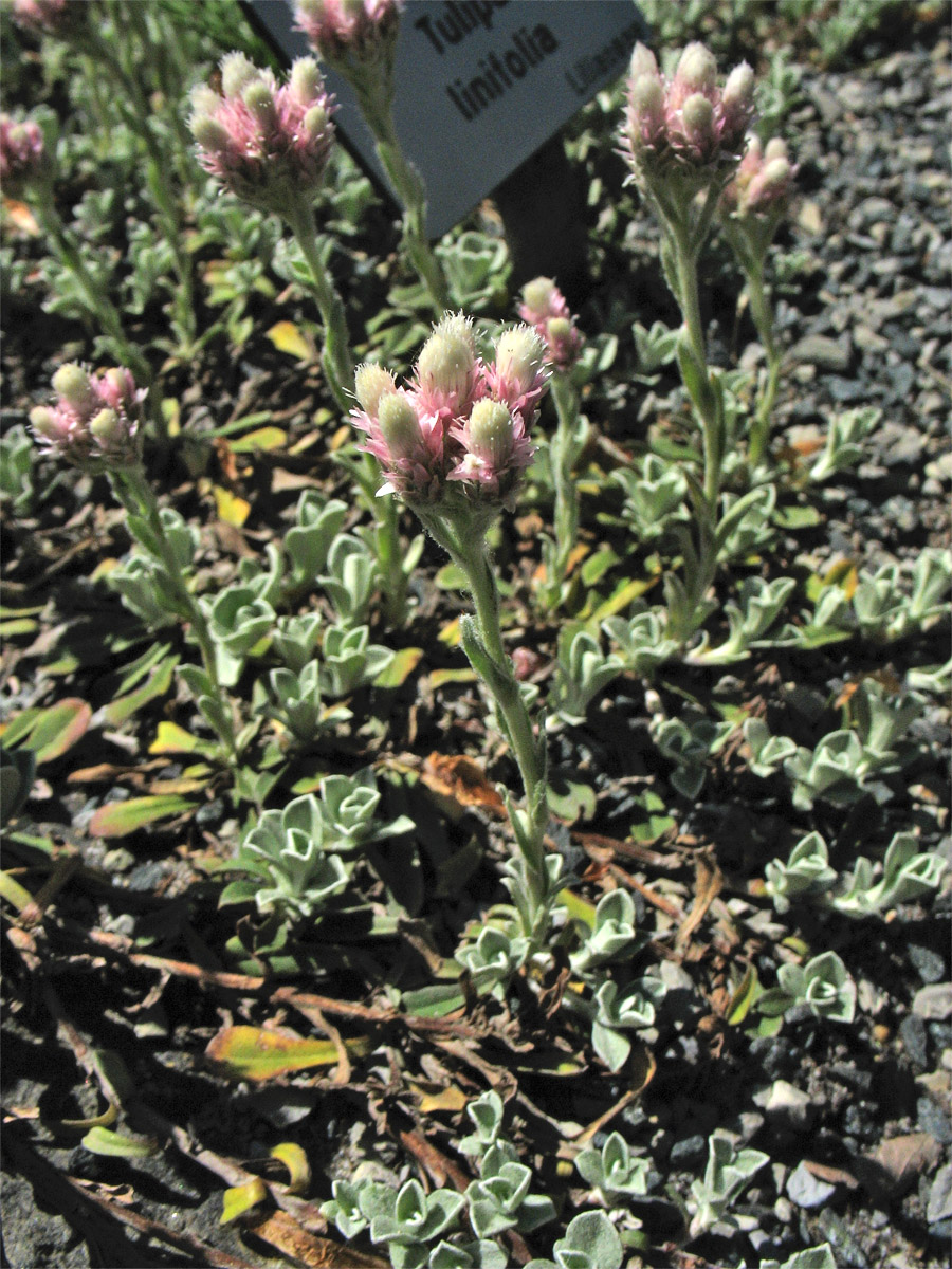 Изображение особи Antennaria plantaginifolia.