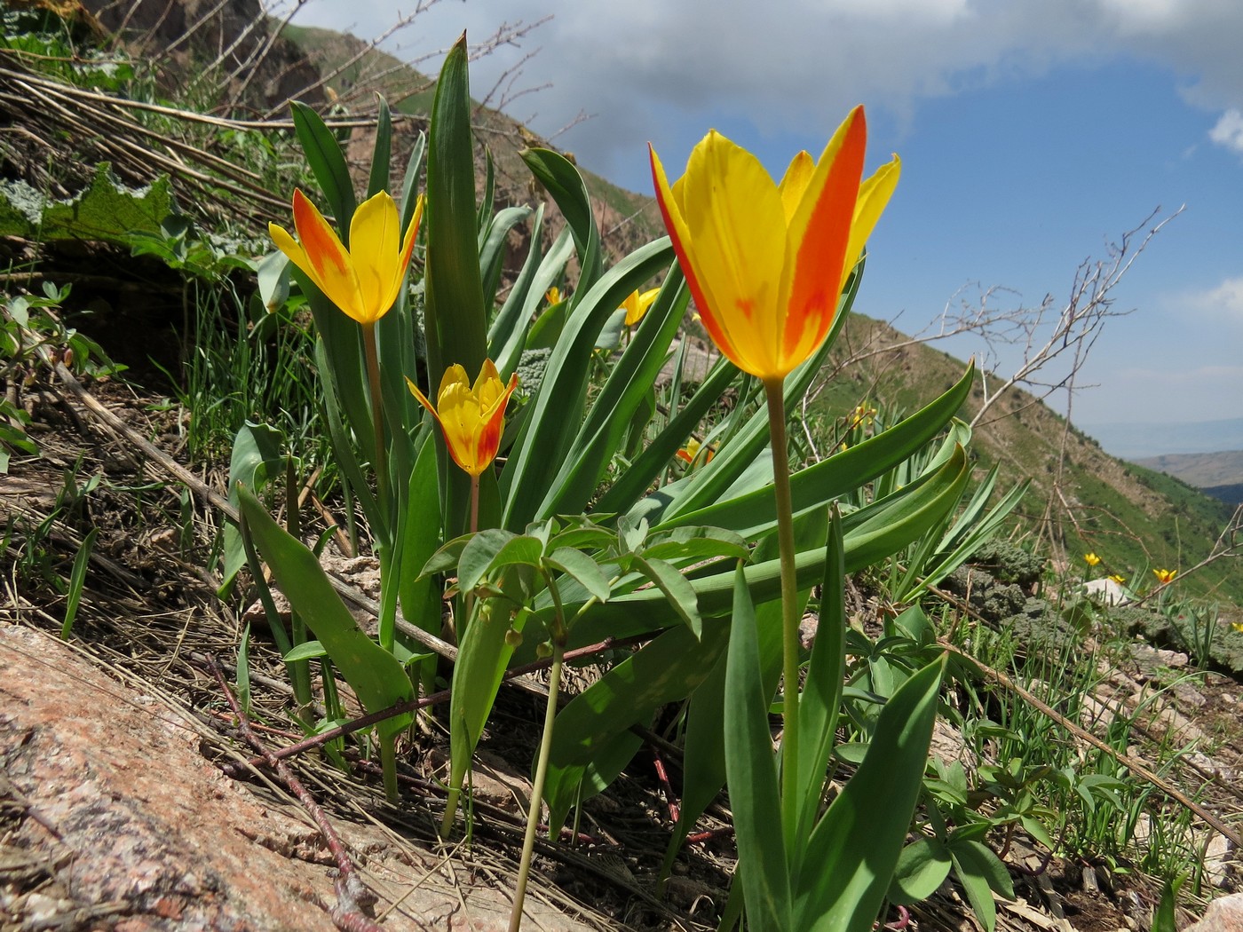 Image of Tulipa tschimganica specimen.