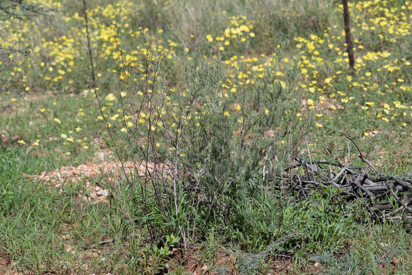 Image of Asparagus nelsii specimen.