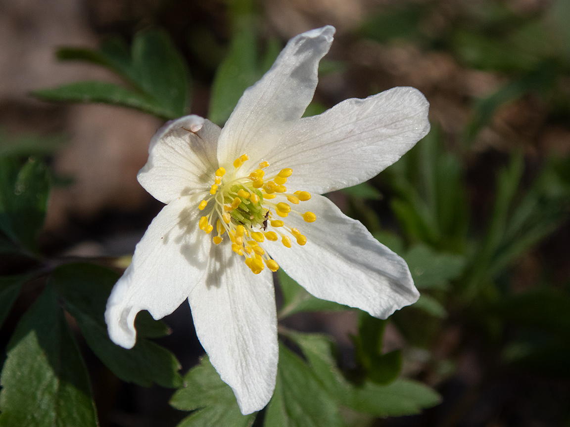 Image of Anemone nemorosa specimen.