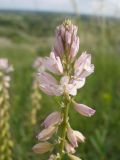 Polygala cretacea
