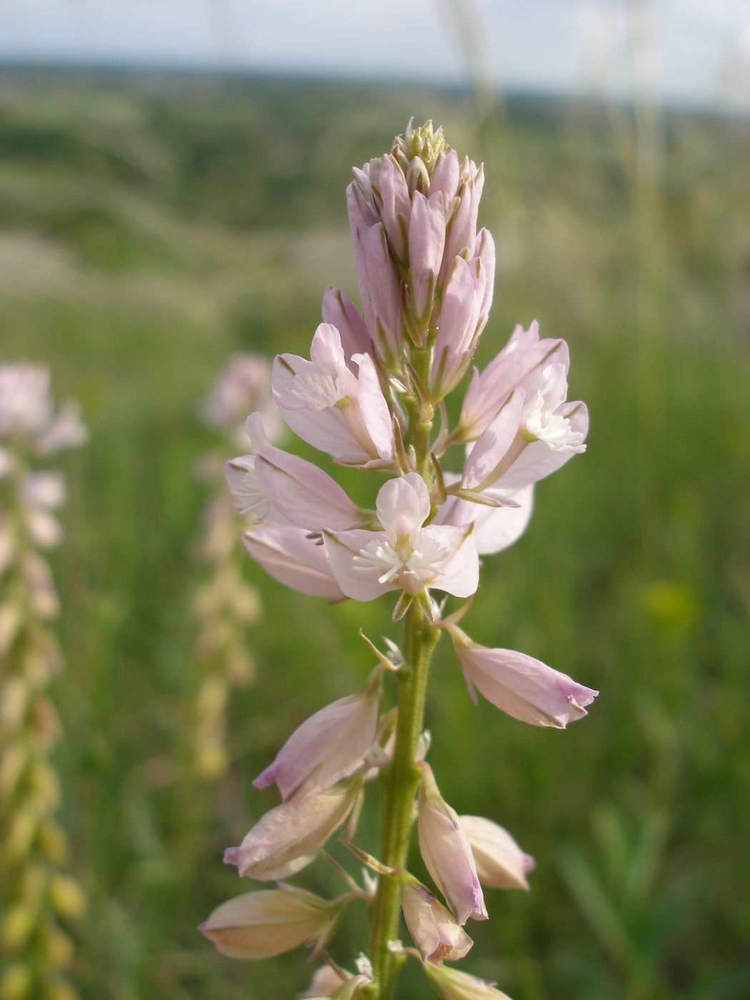 Изображение особи Polygala cretacea.