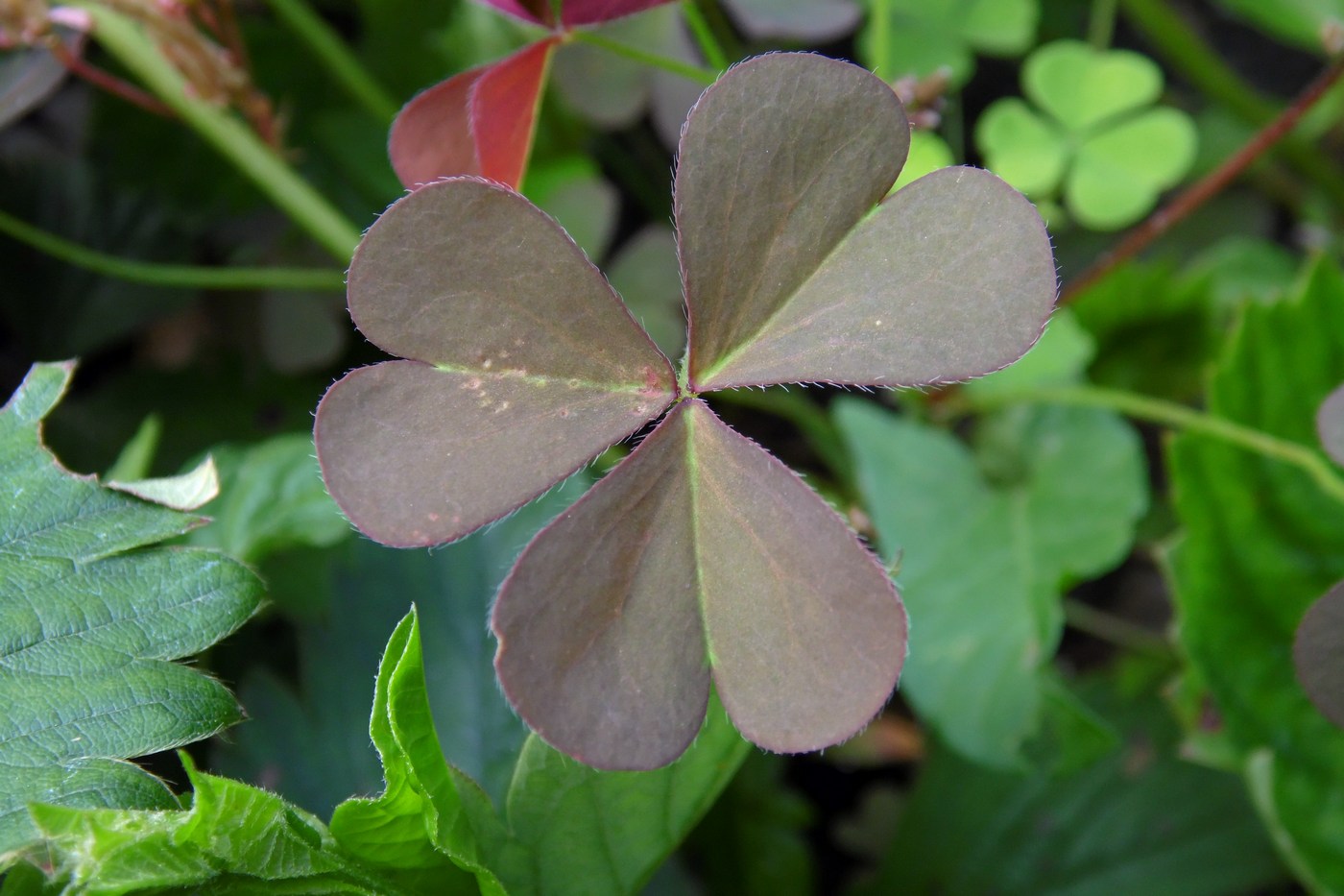 Изображение особи Oxalis corniculata.