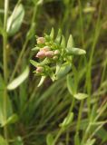 Centaurium erythraea