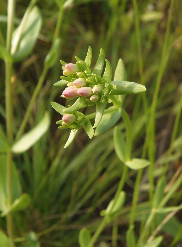 Изображение особи Centaurium erythraea.